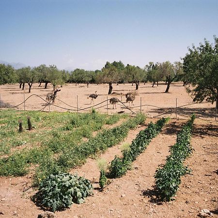 Agroturismo Es Quatre Cantons Binissalem Exterior photo